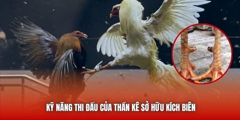 Kỹ năng thi đấu của thần kê sở hữu kích biên