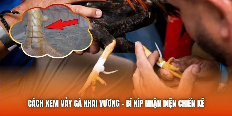 Cách Xem Vảy Gà Khai Vương - Bí Kíp Nhận Diện Chiến Kê