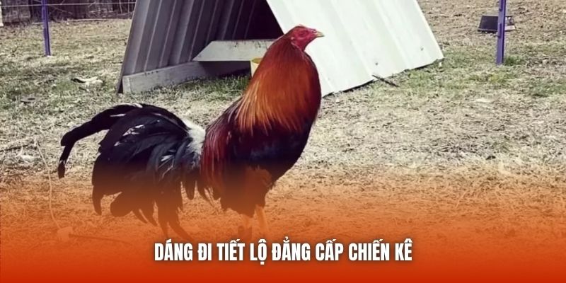 Dáng đi tiết lộ đẳng cấp chiến kê