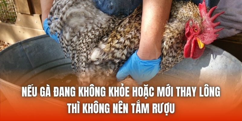 Nếu gà đang không khỏe hoặc mới thay lông thì không nên tắm rượu