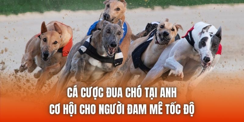 Cá Cược Đua Chó Tại Anh - Cơ Hội Cho Người Đam Mê Tốc Độ