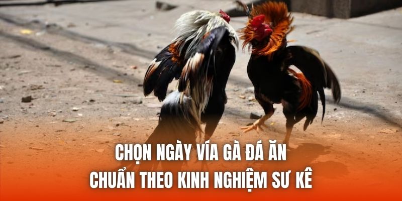 Chọn Ngày Vía Gà Đá Ăn Chuẩn Theo Kinh Nghiệm Sư Kê