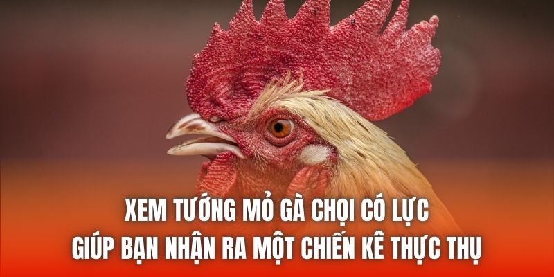 Xem tướng mỏ gà chọi có lực giúp bạn nhận ra một chiến kê thực thụ