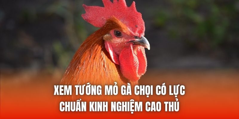 Xem Tướng Mỏ Gà Chọi Có Lực Chuẩn Kinh Nghiệm Cao Thủ